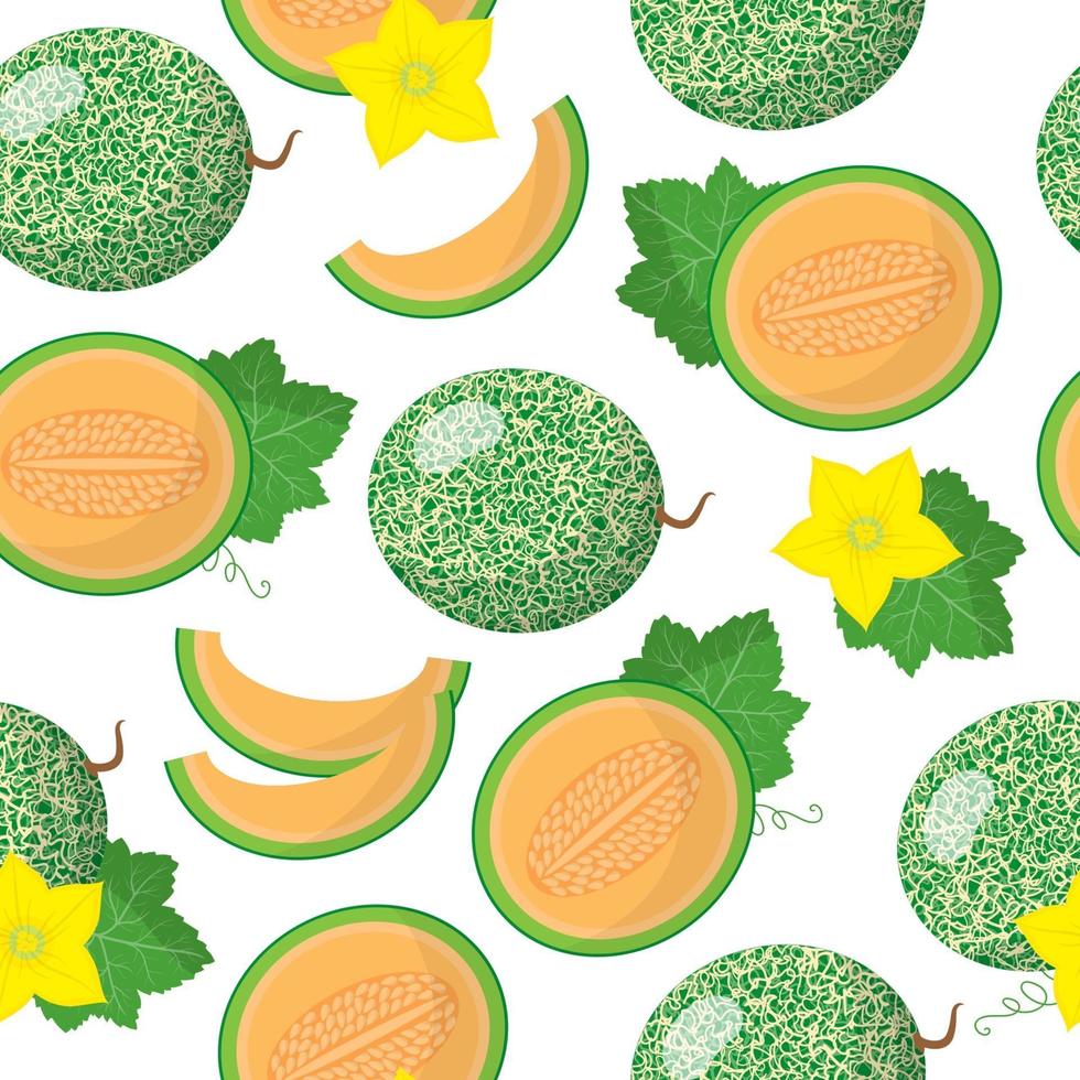 vector cartoon naadloze patroon met cantalupensis of cucumis melo exotisch fruit, bloemen en bladeren op witte achtergrond