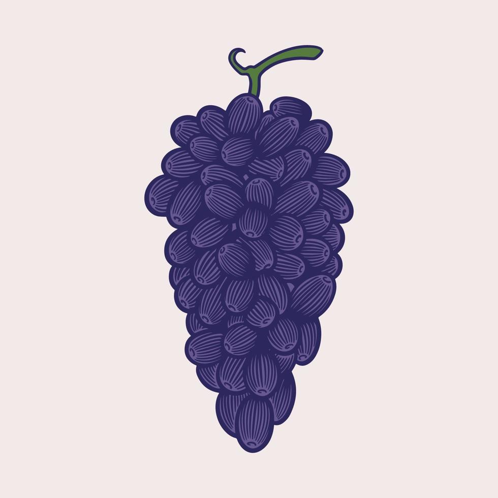 vector schets illustratie druiventrossen. gekleurde paarse druiven hand getrokken ontwerp geïsoleerd met retro-stijl. wijnstokglas en tak van druiven. antieke vintage gravure illustratie voor design wijn