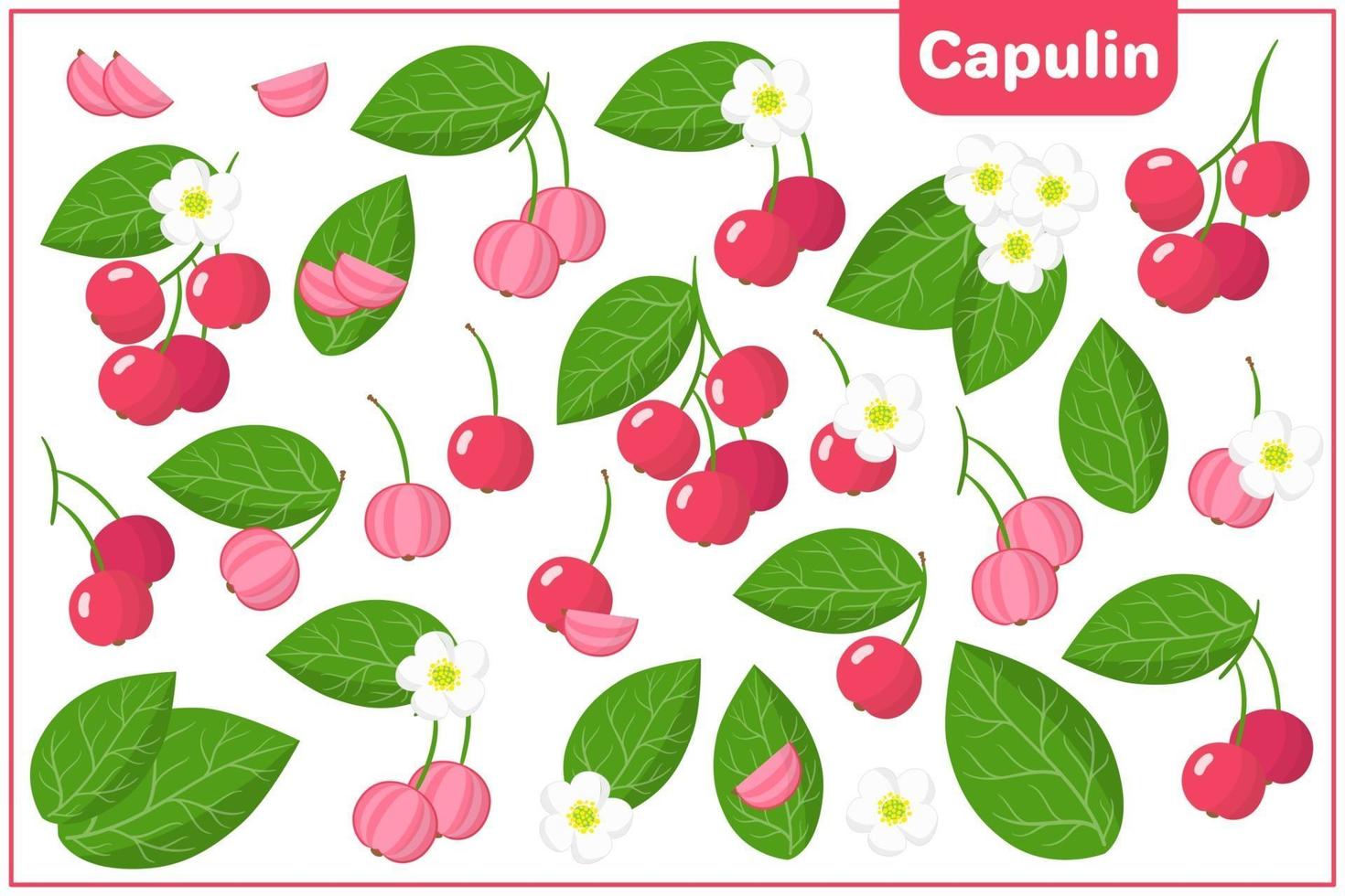 set van cartoon vectorillustraties met capulin exotisch fruit, bloemen en bladeren geïsoleerd op een witte achtergrond vector