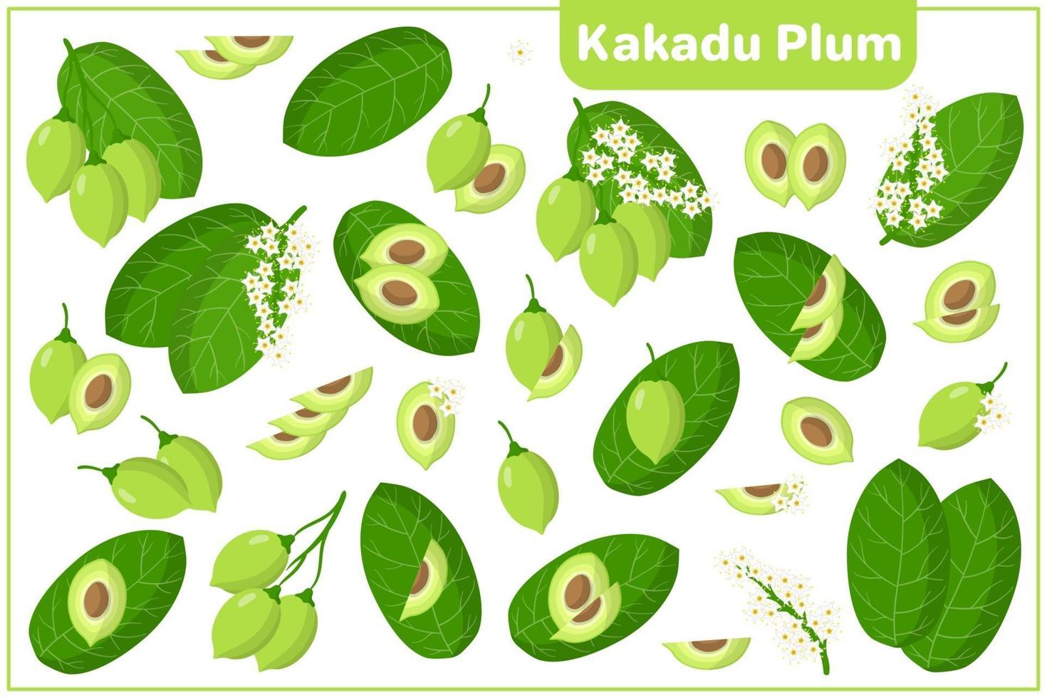 set van cartoon vectorillustraties met kakadu pruim exotisch fruit, bloemen en bladeren geïsoleerd op een witte achtergrond vector