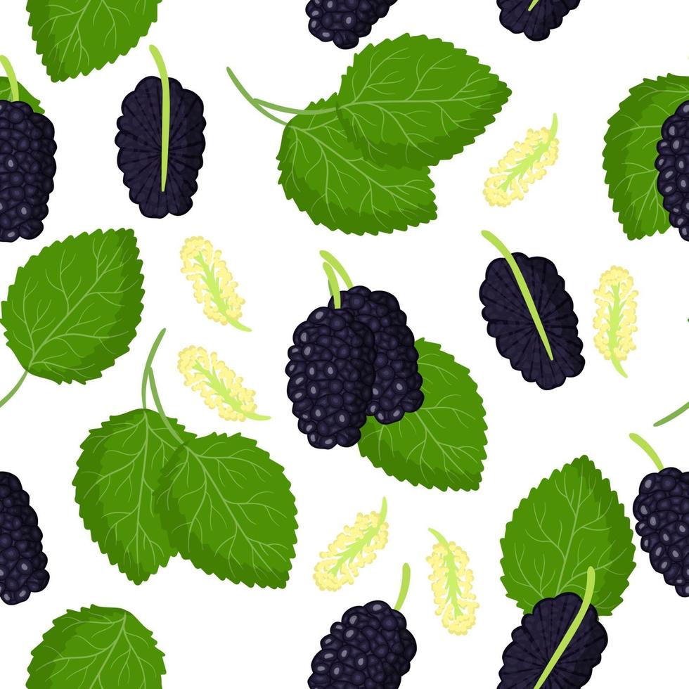 vector cartoon naadloze patroon met zwarte morus of moerbeien exotisch fruit, bloemen en bladeren op witte achtergrond