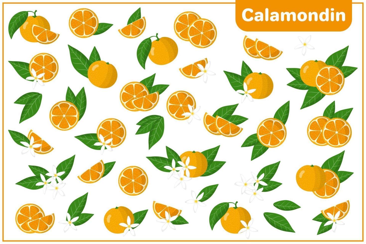 set van cartoon vectorillustraties met hele, halve, gesneden plak calamondin exotisch fruit, bloemen en bladeren geïsoleerd op een witte achtergrond vector