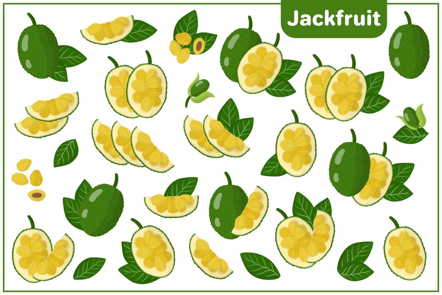 set van cartoon vectorillustraties met jackfruit exotisch fruit, bloemen en bladeren geïsoleerd op een witte achtergrond vector