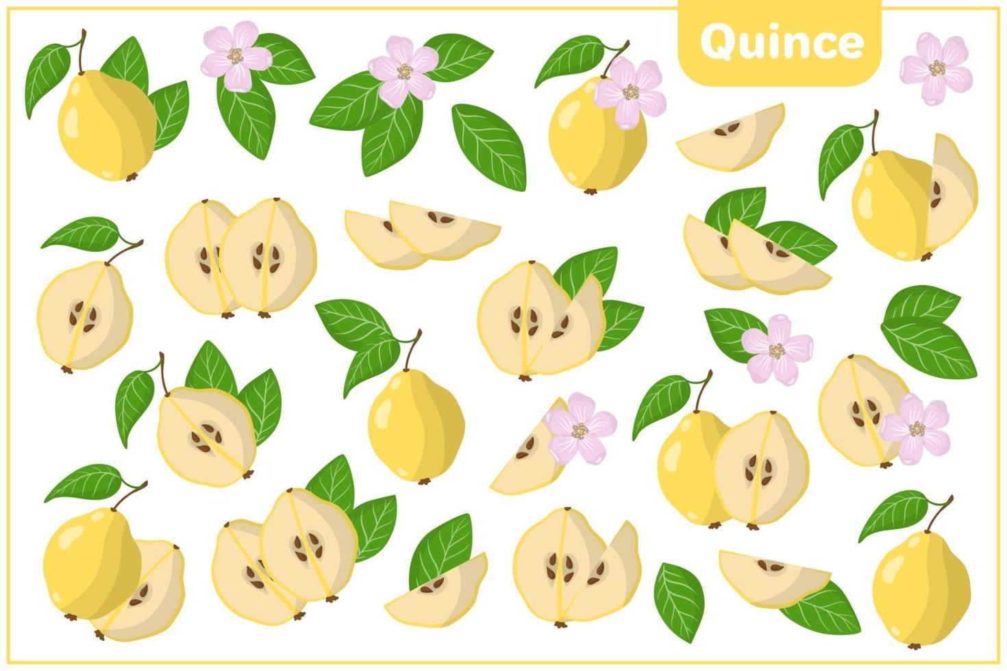 set van cartoon vectorillustraties met kweepeer exotisch fruit, bloemen en bladeren geïsoleerd op een witte achtergrond vector