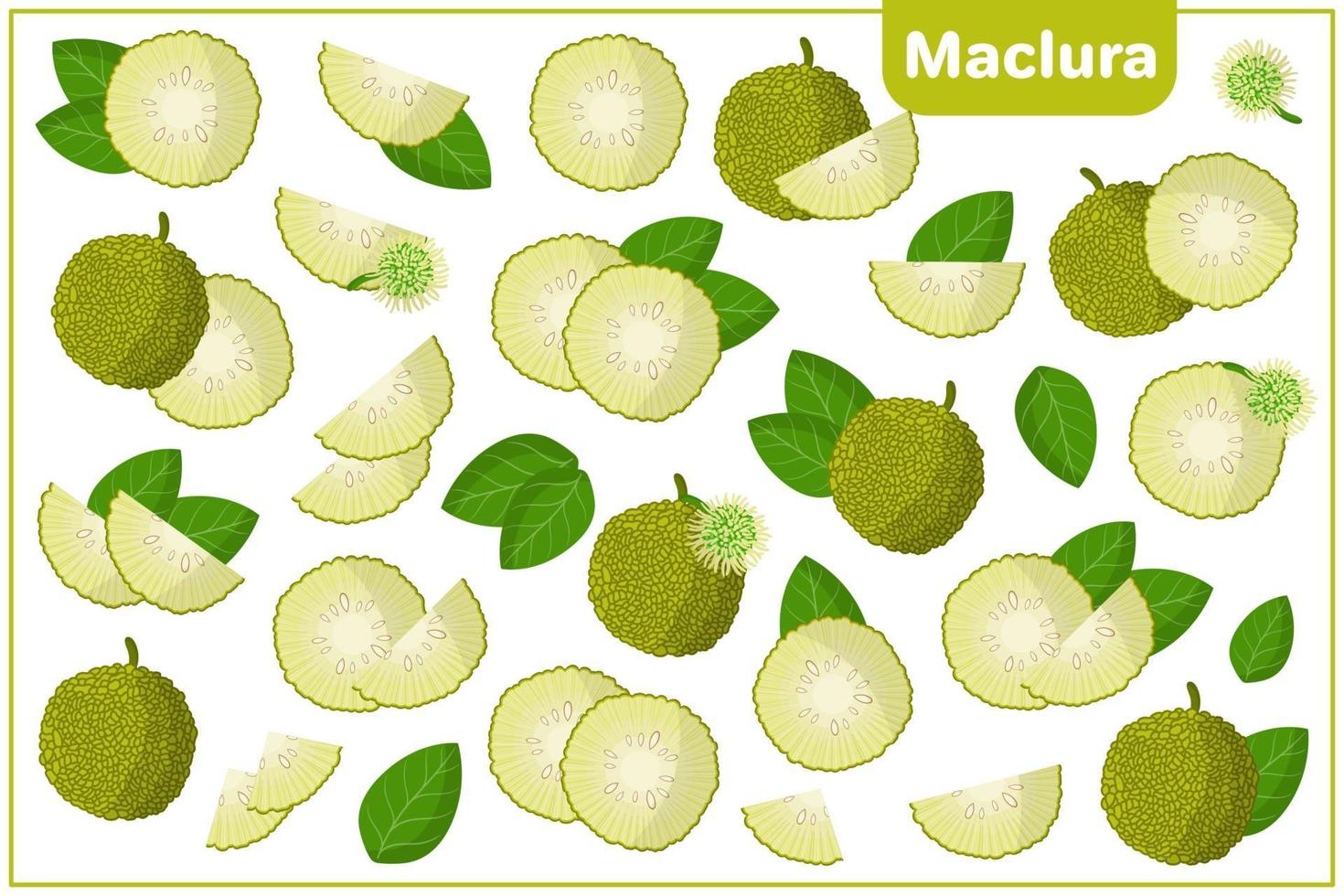 set van cartoon vectorillustraties met maclura exotisch fruit, bloemen en bladeren geïsoleerd op een witte achtergrond vector