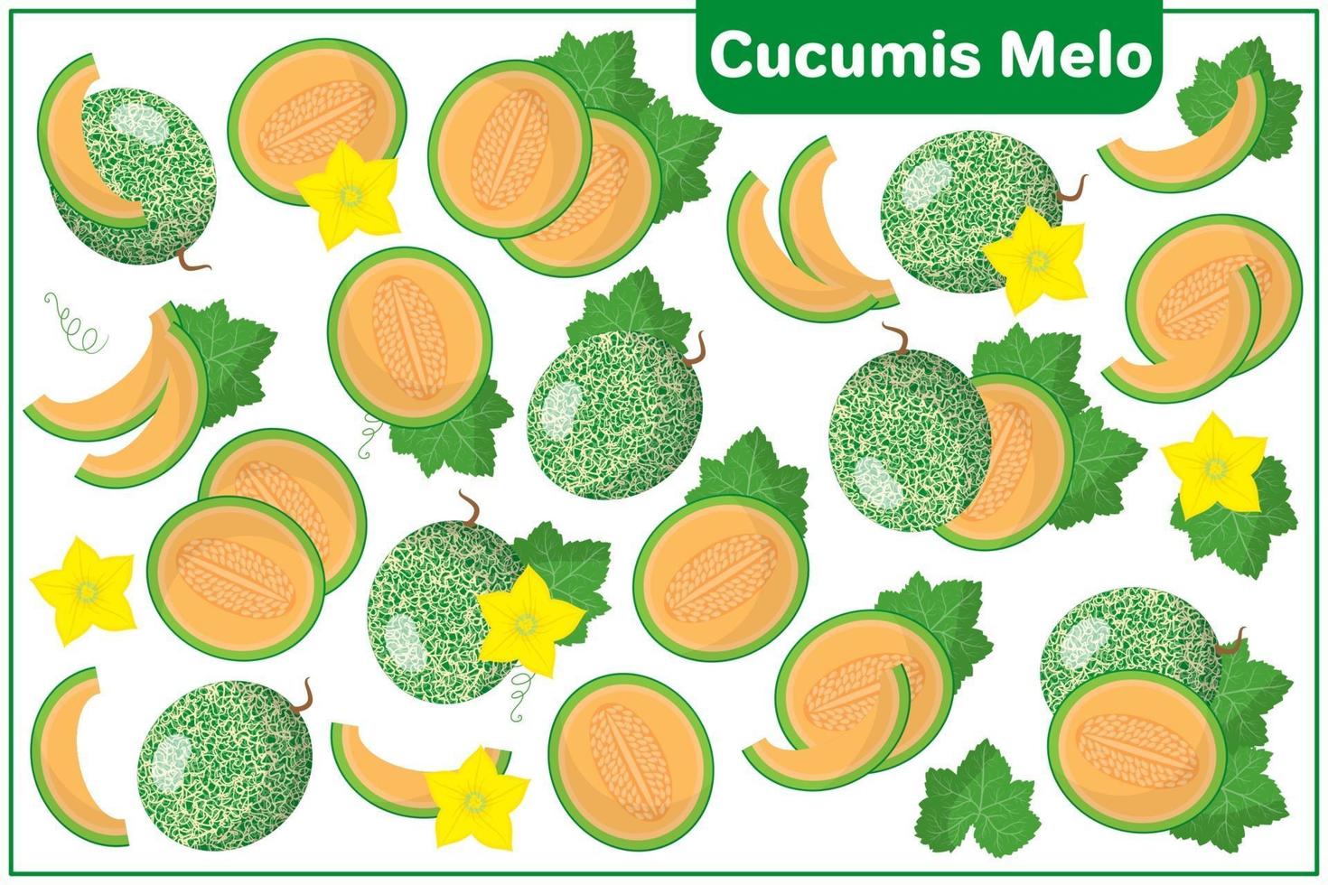 set van cartoon vectorillustraties met cucumis melo exotisch fruit, bloemen en bladeren geïsoleerd op een witte achtergrond vector