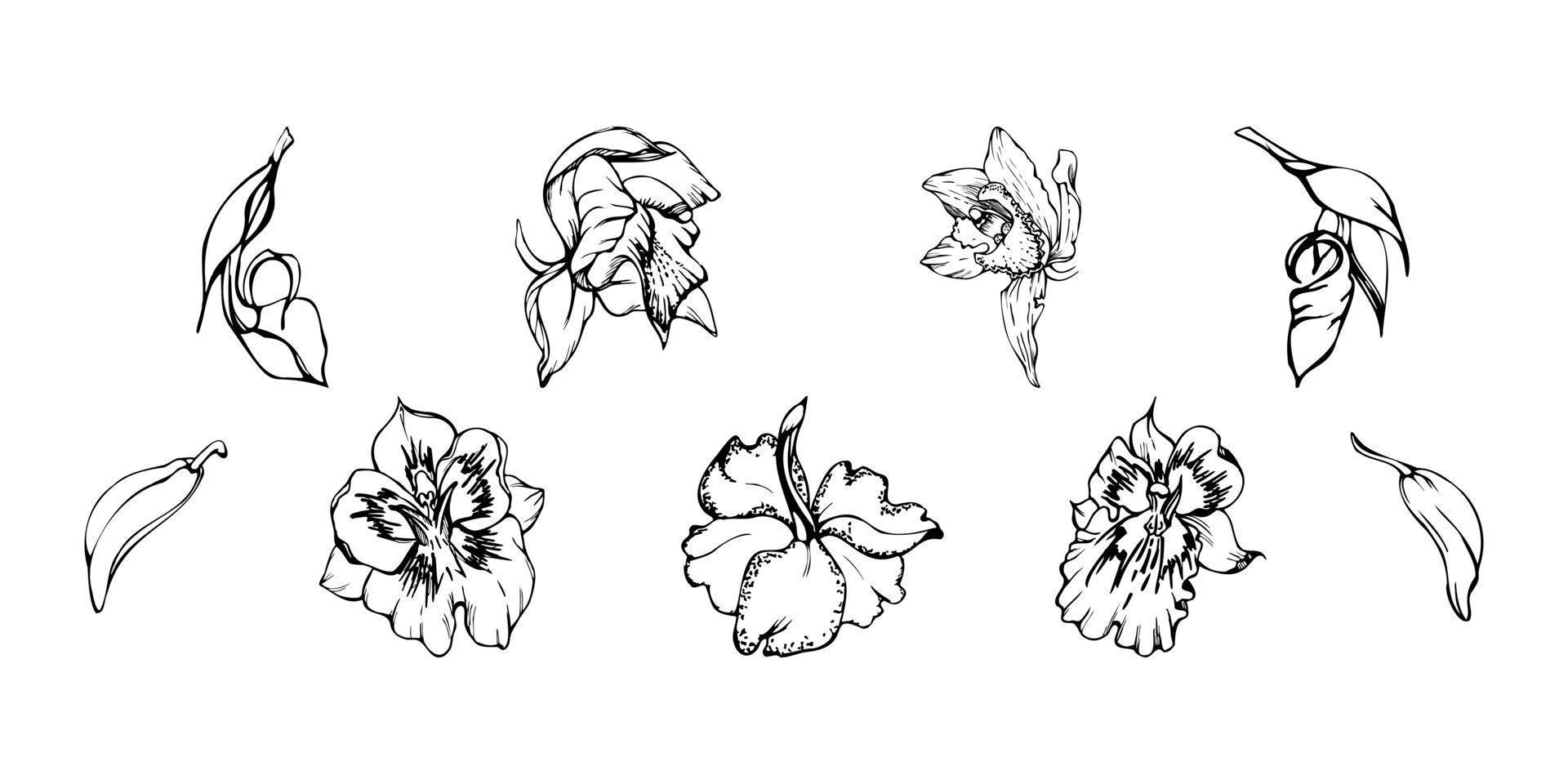 hand- getrokken vector inkt orchidee bloemen en takken, monochroom, gedetailleerd schets. single bloemen, bladeren, stengels. geïsoleerd Aan wit achtergrond. ontwerp voor muur kunst, bruiloft, afdrukken, tatoeëren, omslag, kaart.