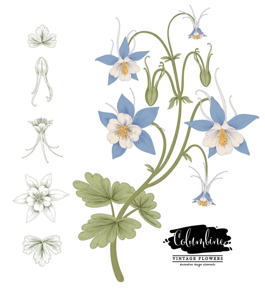 schets floral decoratieve set. akelei bloementekeningen. vintage lijntekeningen geïsoleerd op een witte achtergrond. hand getrokken botanische illustraties. elementen vector. vector