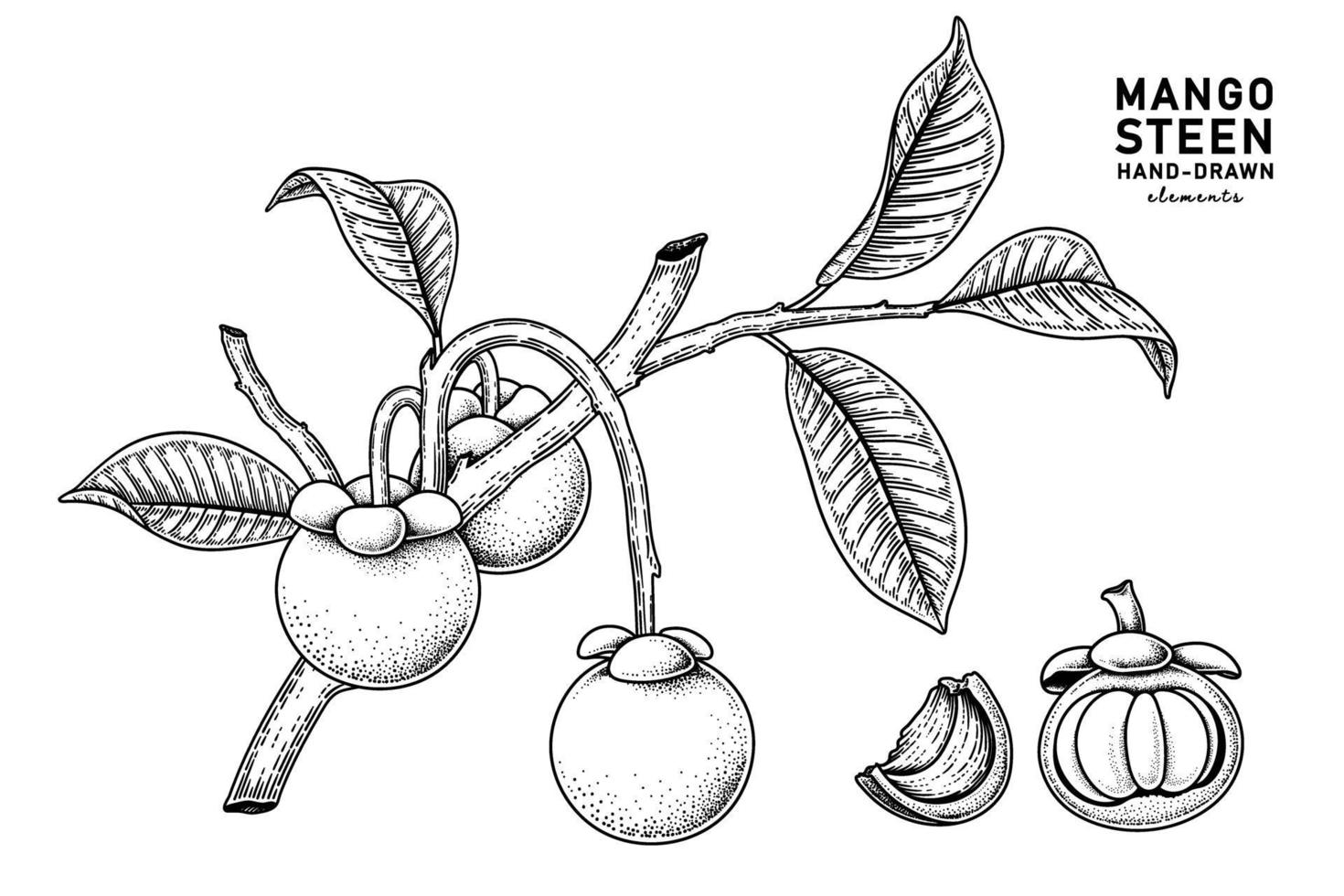 set van mangosteenvrucht hand getrokken elementen botanische illustratie vector