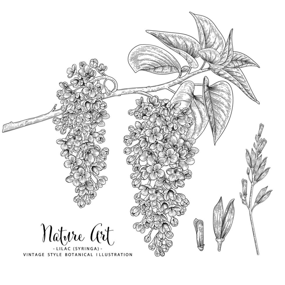 lila of syringa bloem hand getrokken botanische schets vectorillustratie vector