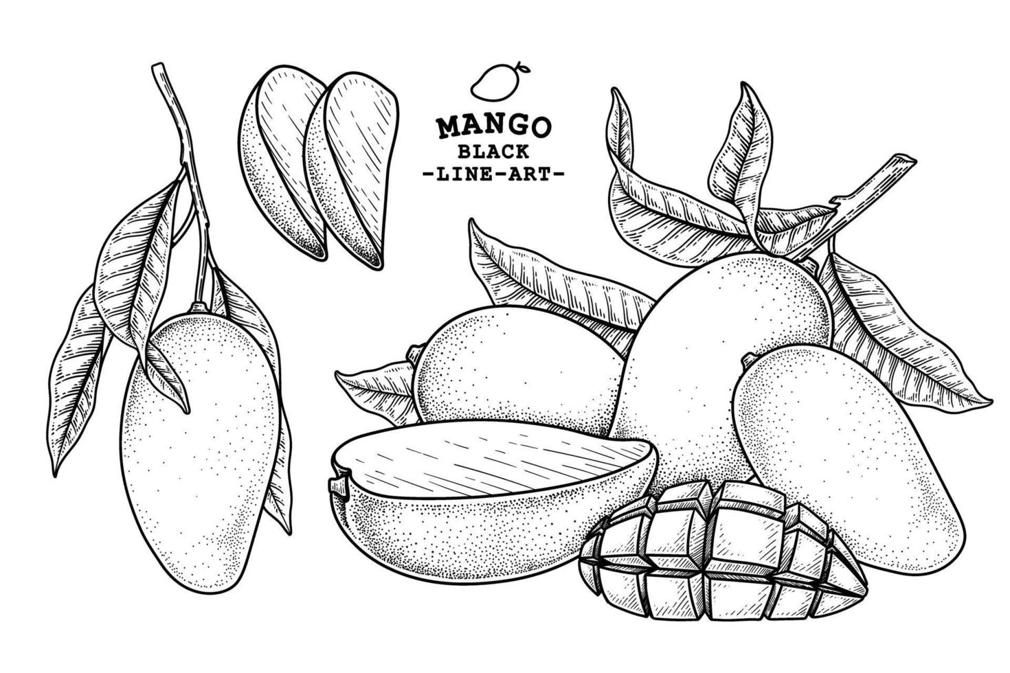 set van mango fruit hand getrokken elementen botanische illustratie vector