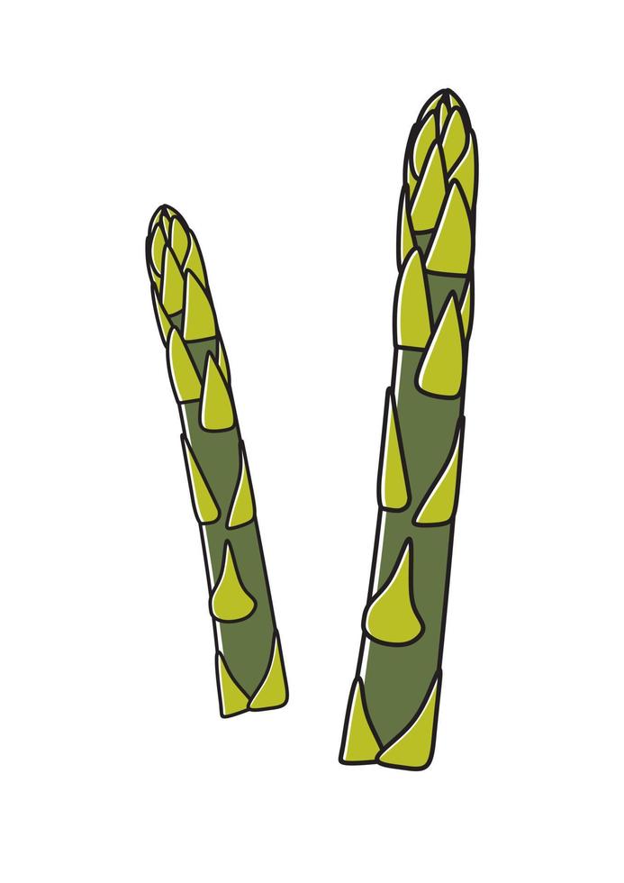 asperges groen spruiten. vector illustratie tekenfilm vlak icoon geïsoleerd Aan wit.