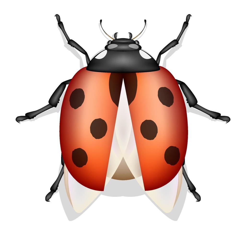 lieveheersbeestje insect vector geïsoleerd