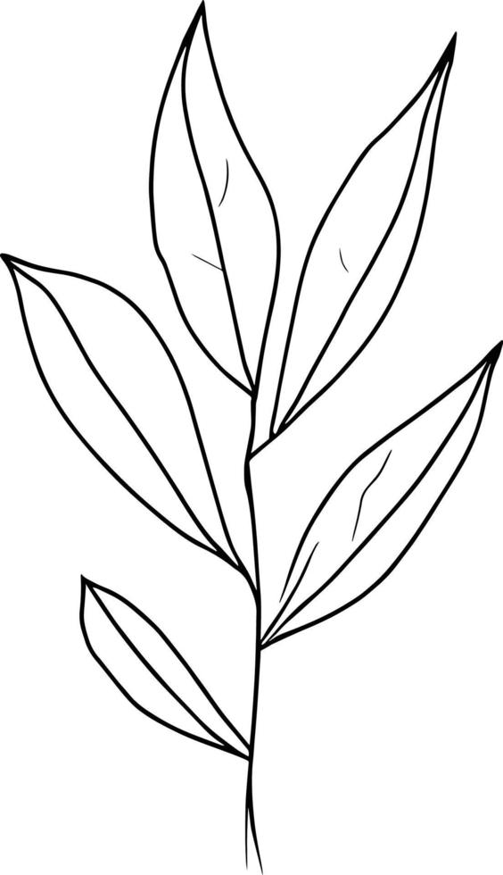 botanisch element, botanisch lijn tekening, wijnoogst botanisch kleur Pagina's, botanisch elementen, botanisch bloem illustratie, botanisch illustratie zwart en wit, botanisch lijn tekening bladeren, vector
