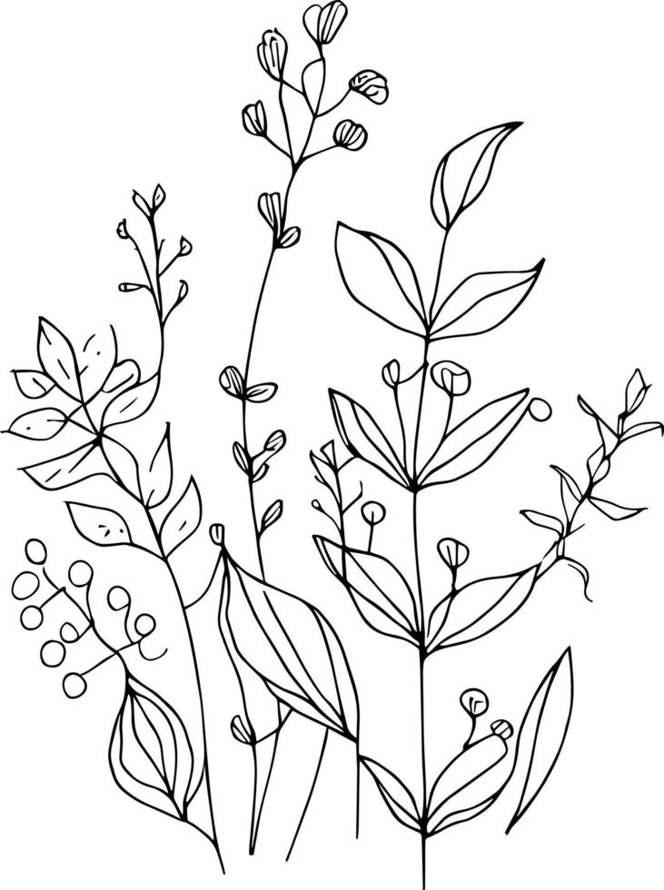 botanisch element, botanisch lijn tekening, wijnoogst botanisch kleur Pagina's, botanisch elementen, botanisch bloem illustratie, botanisch illustratie zwart en wit, botanisch lijn tekening bladeren, vector