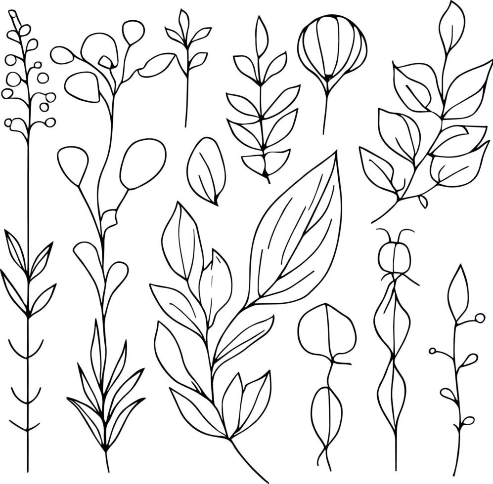 botanisch element, botanisch lijn tekening, wijnoogst botanisch kleur Pagina's, botanisch elementen, botanisch bloem illustratie, botanisch illustratie zwart en wit, botanisch lijn tekening bladeren, vector