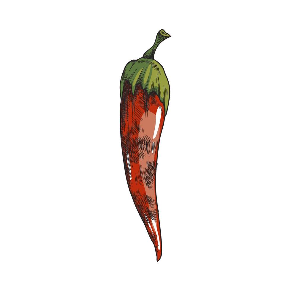 chili heet rood peper gegrild Aan barbecue, schetsen stijl vector illustratie geïsoleerd.