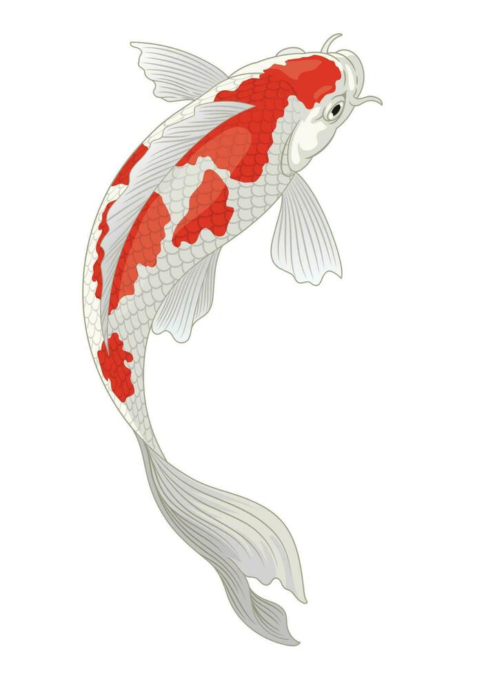 koi vis Japan in rood en wit Kohaku patroon vector
