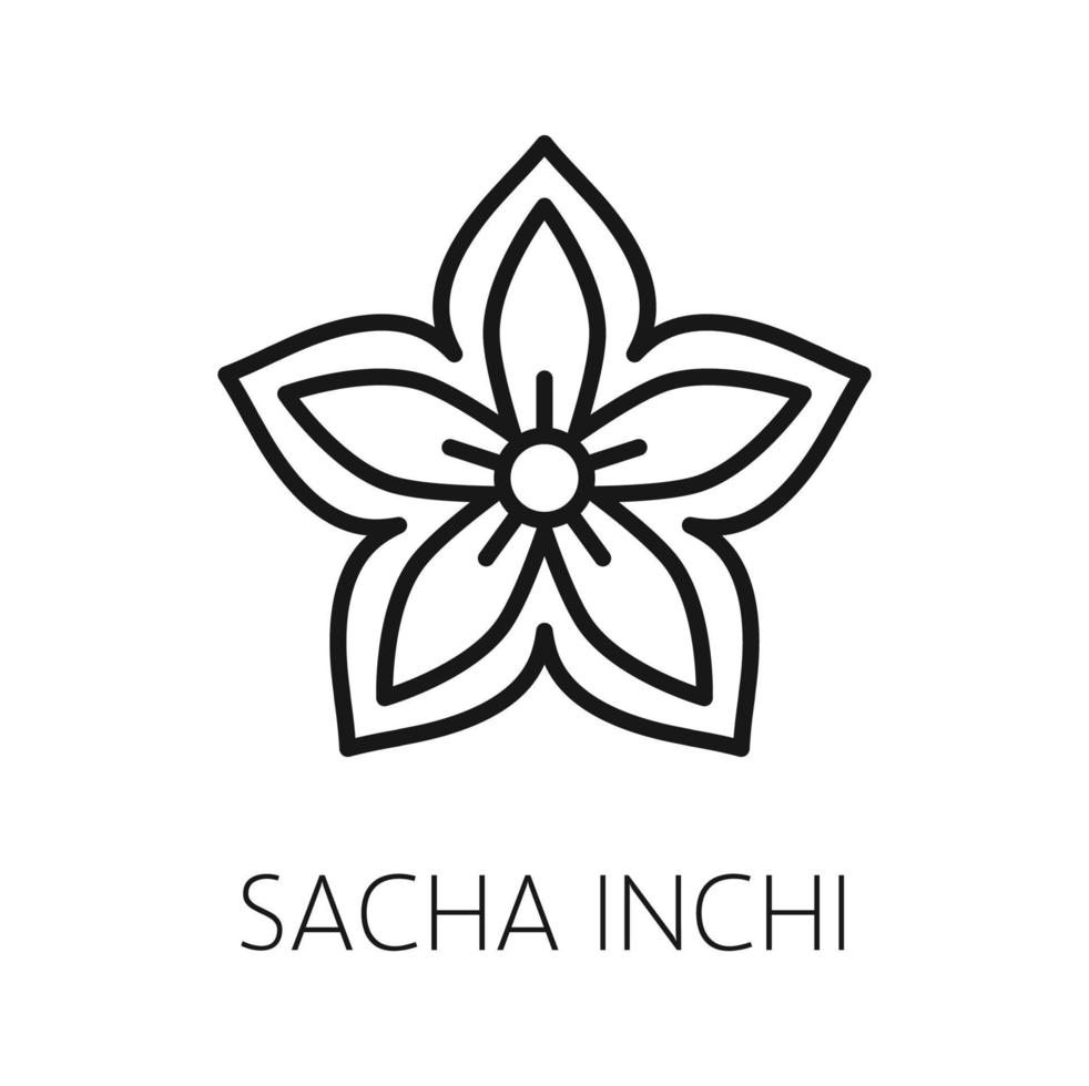 sacha inchi bloem geïsoleerd schets icoon vector