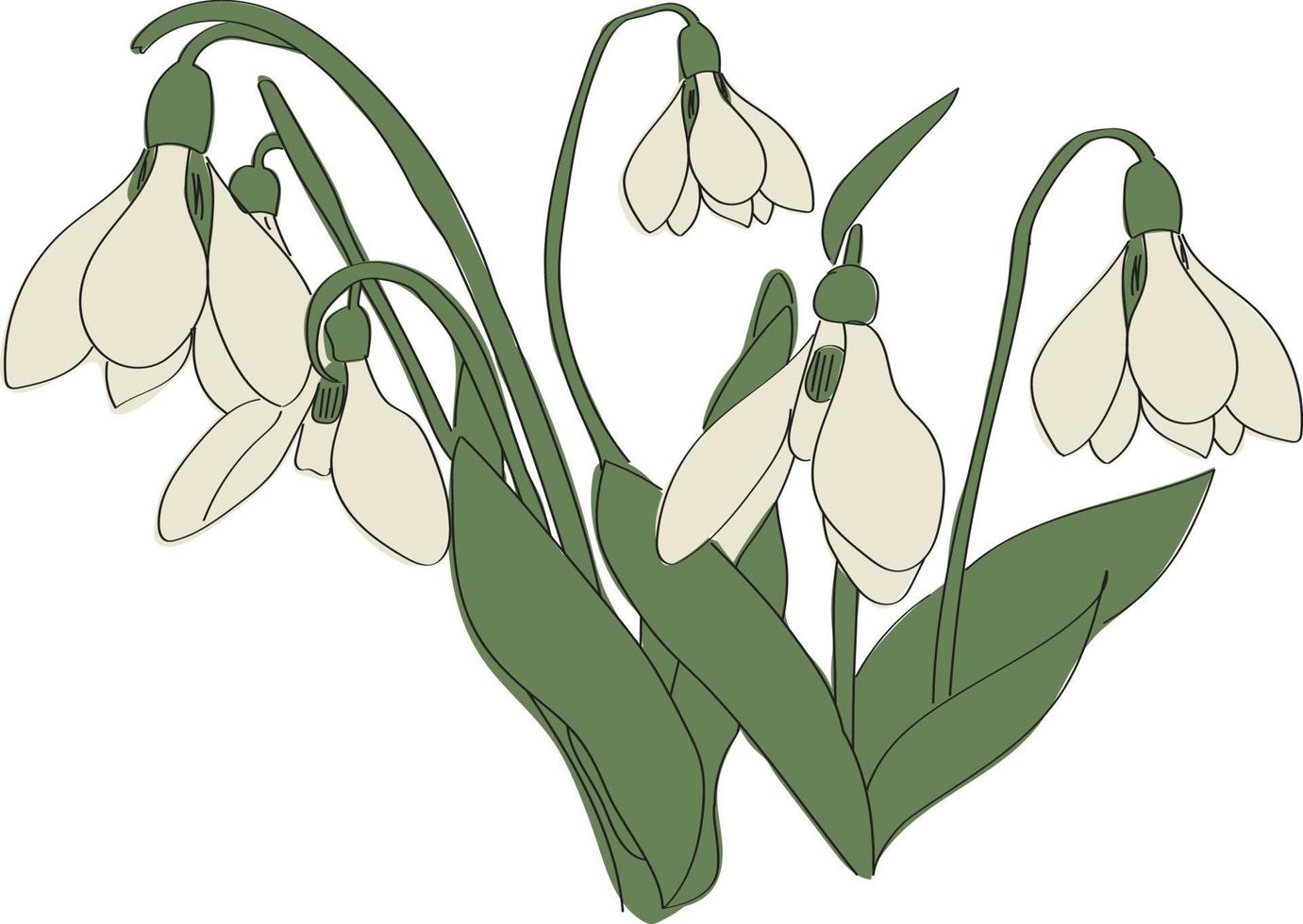 sneeuwklokjes. eerste voorjaar bloemen. delicaat boeket. hoog kwaliteit vector illustratie.