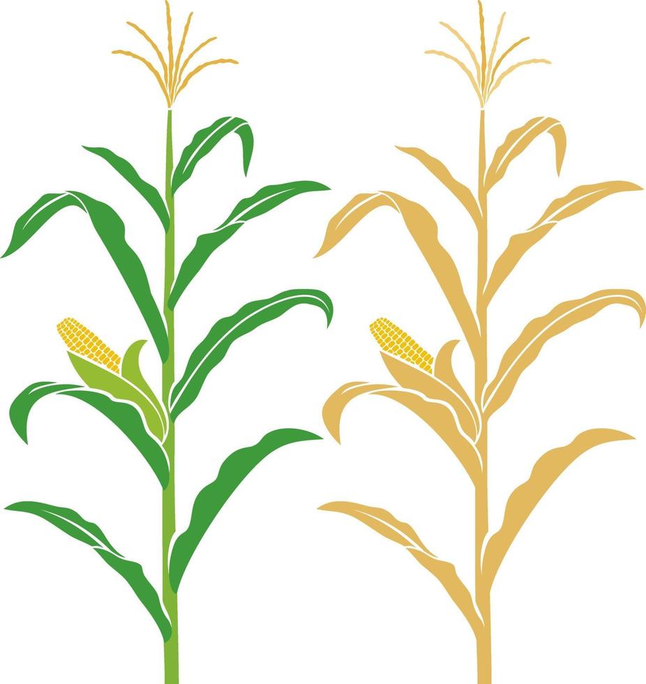 maïs stengel vectorillustratie vector