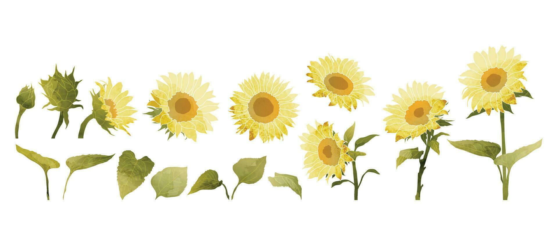 reeks van bloem vector element. verzameling van geel zonnebloem, bloeien, bladeren met borstel textuur. waterverf roos bloemen illustratie ontwerp voor logo, bruiloft, uitnodiging, decor, afdrukken.