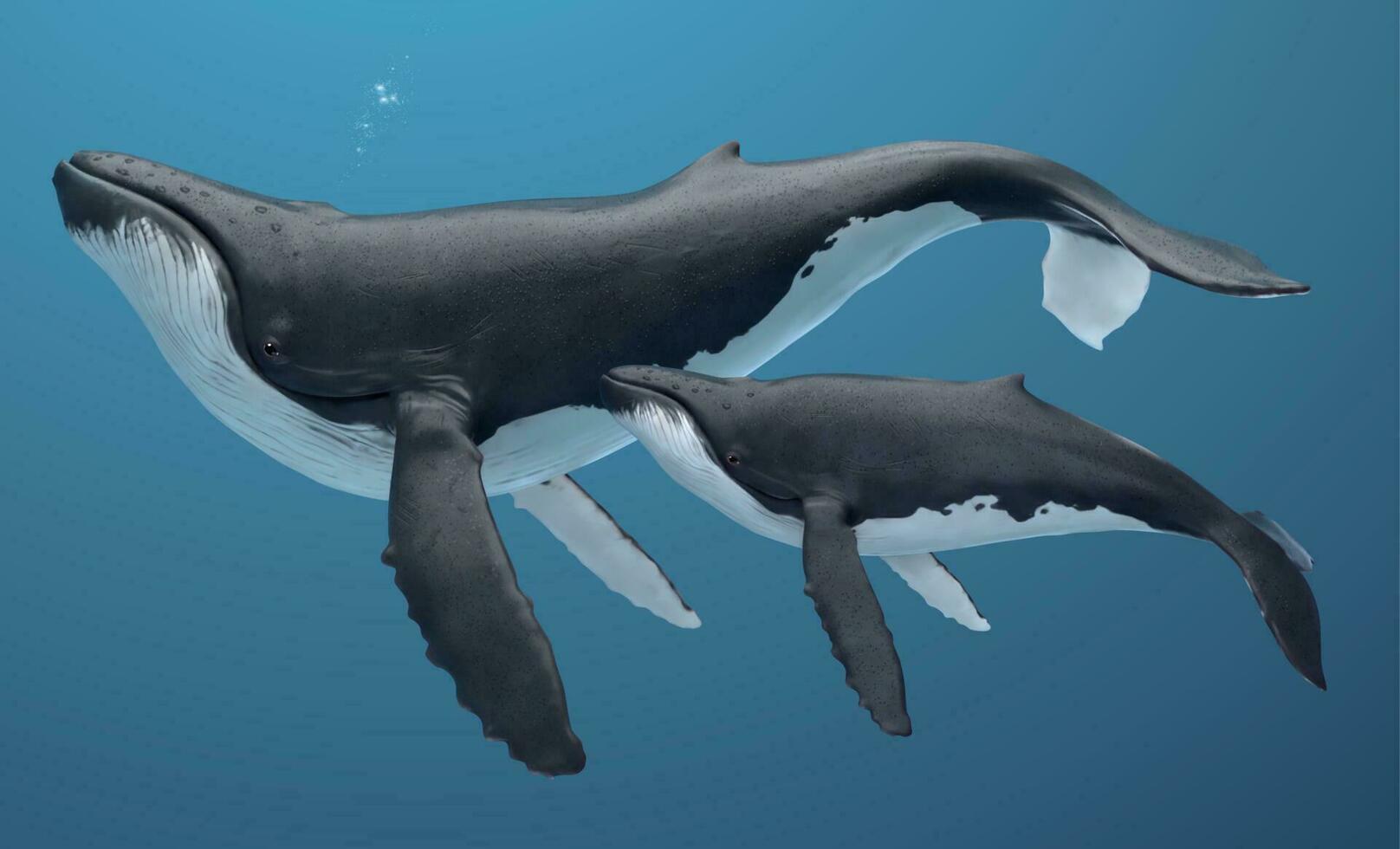 gebochelde walvis familie zwemmen samen, geïsoleerd Aan indigo blauw achtergrond, 3d illustratie vector