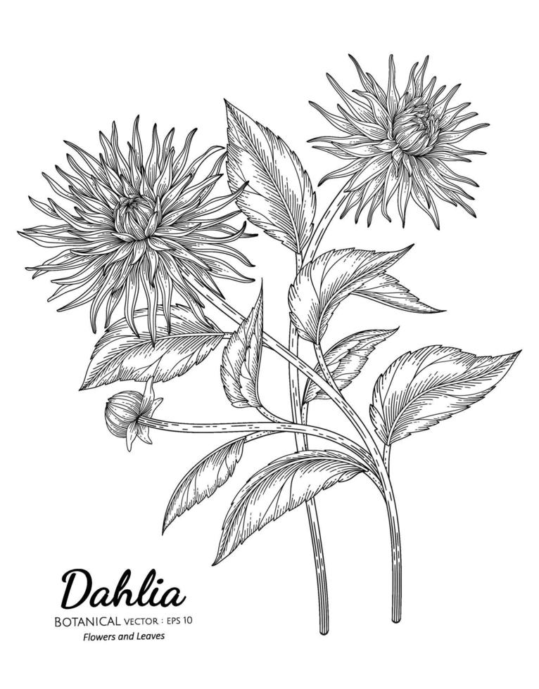 dahlia bloem en blad hand getekend botanische illustratie met lijntekeningen op een witte achtergrond. vector