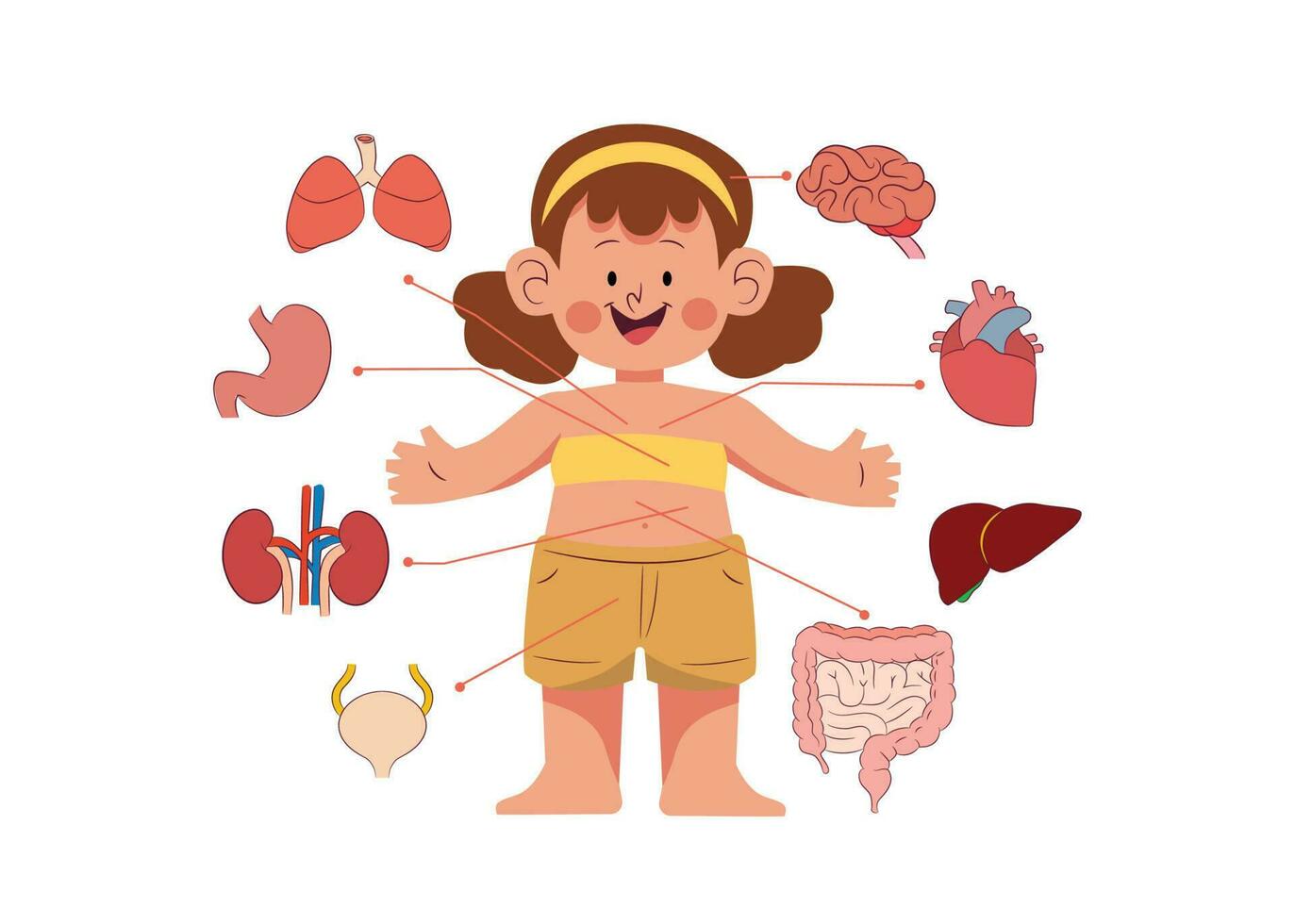 tekenfilm illustratie van menselijk anatomie systeem met schattig meisje model- vector