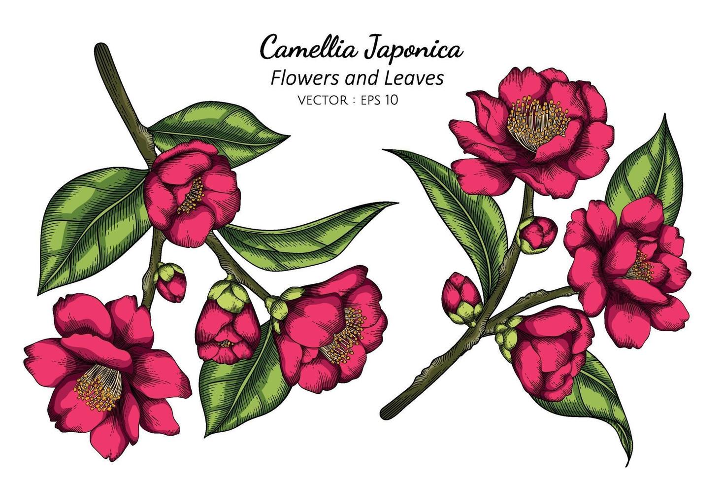 roze camellia japonica bloem en blad tekenen illustratie met lijntekeningen op een witte achtergrond. vector