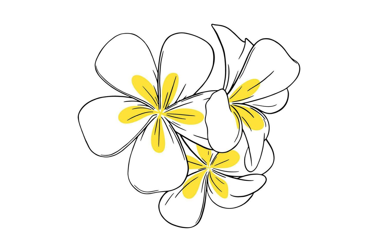 frangipani of plumeria tropisch bloem. geel en wit frangipani geïsoleerd in wit achtergrond. vector illustratie