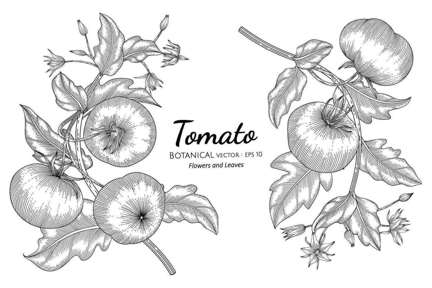 tomaat hand getekend botanische illustratie met lijntekeningen op een witte achtergrond. vector