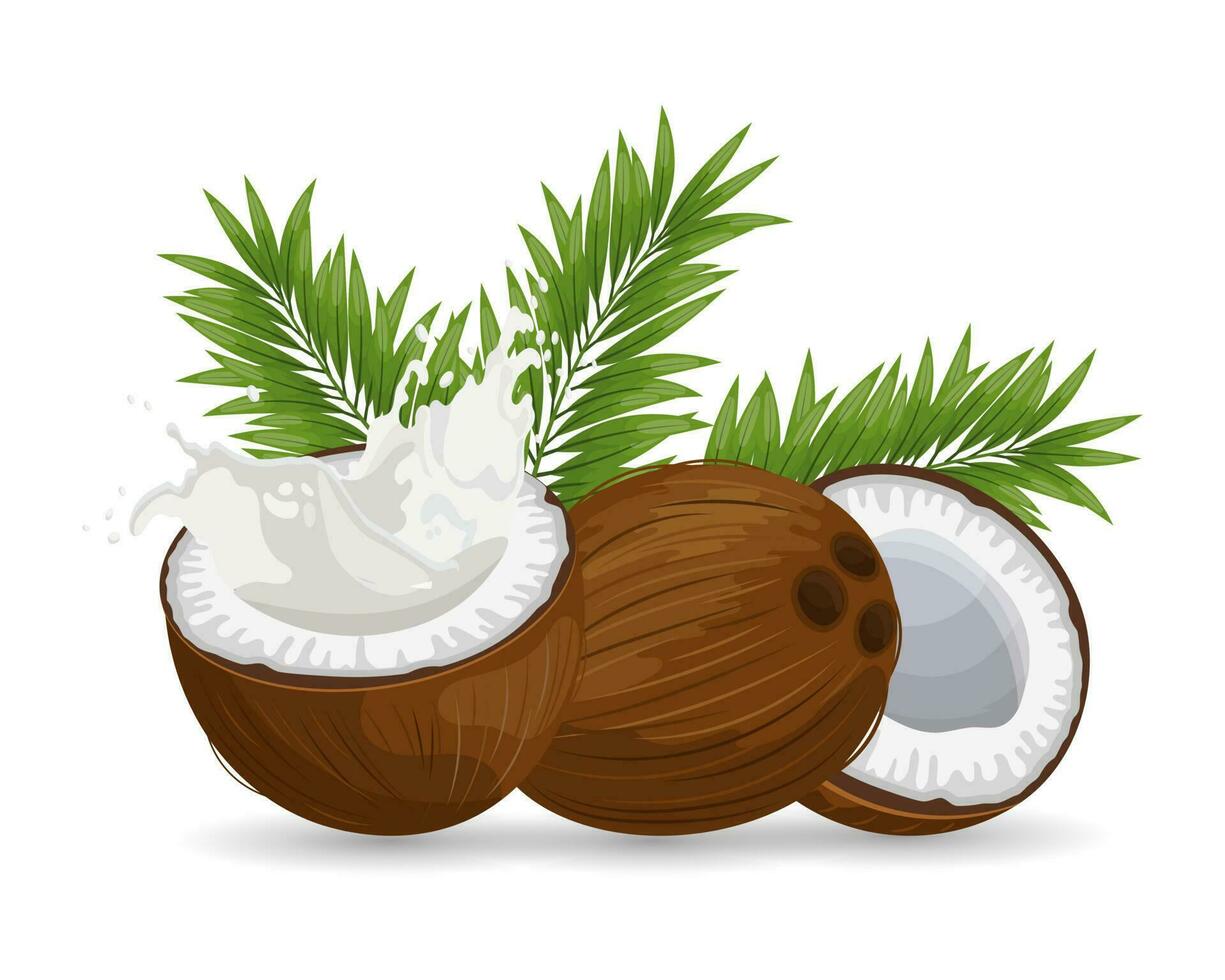 kokosnoot en gesneden kokosnoot met een plons van melk Aan een wit achtergrond met palm bladeren. illustratie, vector