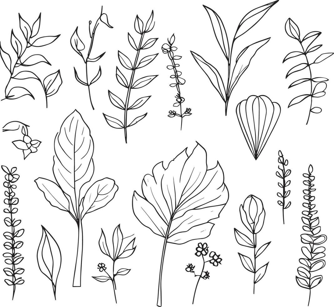 wijnoogst botanisch illustraties, wetenschappelijk botanisch illustratie, potlood botanisch tekeningen, botanisch blad vector, botanisch blad lijn kunst, blad lijn kunst, blad tekeningen, schetsen blad tekening. vector