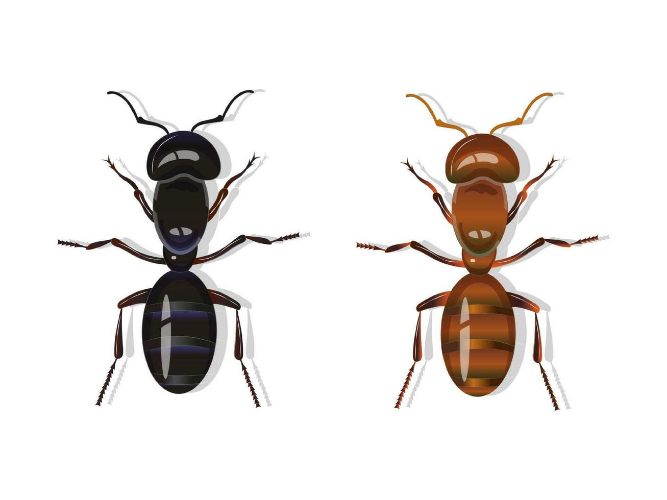 zwart en rood oogstmachine mieren geïsoleerd Aan wit achtergrond. realistisch vector illustratie