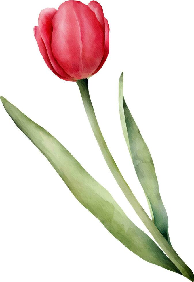 rood waterverf tulp met groen blad. hand- getrokken waterverf illustratie vector