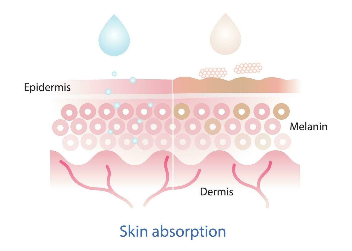 de mechanisme van voedingsstof absorptie huid laag en niet absorberen huid laag vector Aan wit achtergrond.