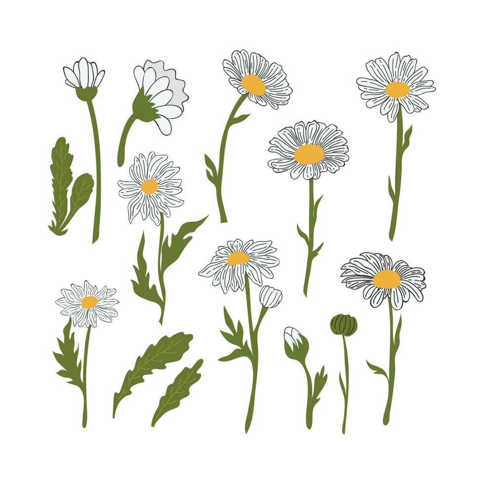 hand- getrokken madeliefje bloem tekenfilm illustratie. een gemakkelijk bloem Aan wit achtergrond. vector illustratie.