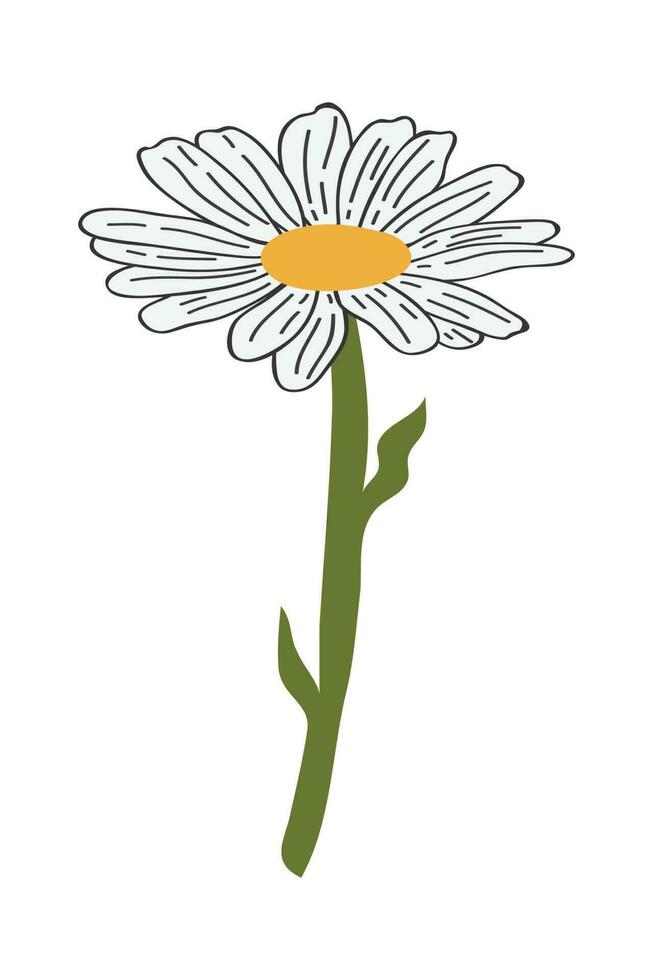 hand- getrokken madeliefje bloem tekenfilm illustratie. een gemakkelijk bloem Aan wit achtergrond. vector illustratie.