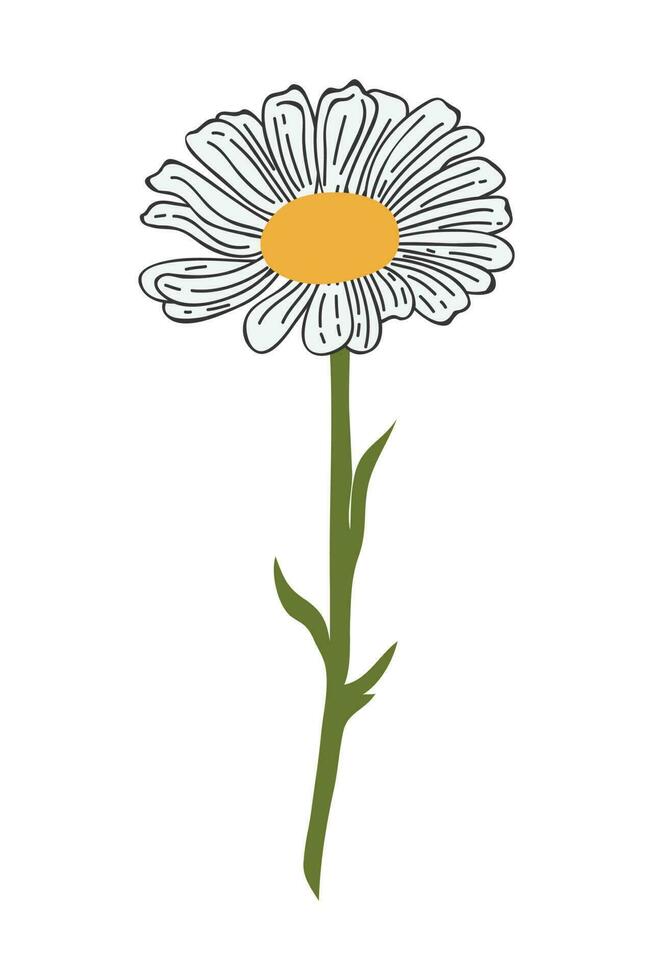 hand- getrokken madeliefje bloem tekenfilm illustratie. een gemakkelijk bloem Aan wit achtergrond. vector illustratie.