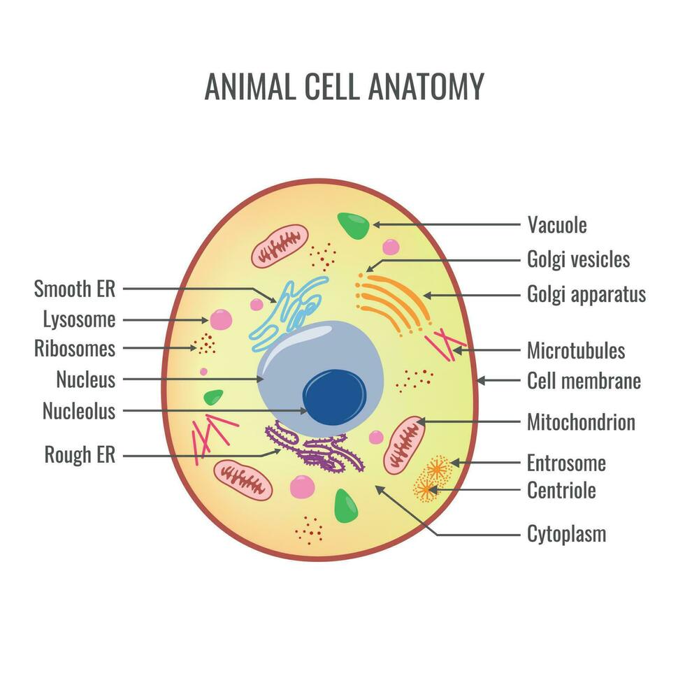 dier cel anatomie vector illustratie