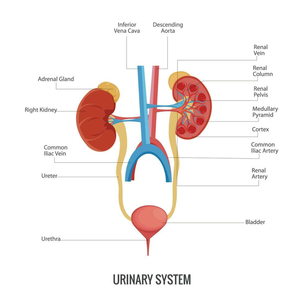 anatomie van de menselijk urine- systeem vector