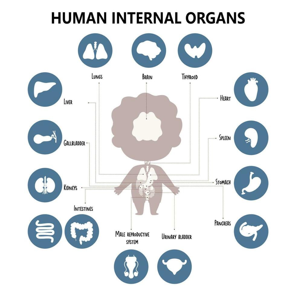 anatomie menselijk lichaam. infographics met zichtbaar regeling intern mannetje organen, pictogrammen, namen en locaties. vector illustratie. leerzaam medisch grafisch poster. kinderen verzameling.