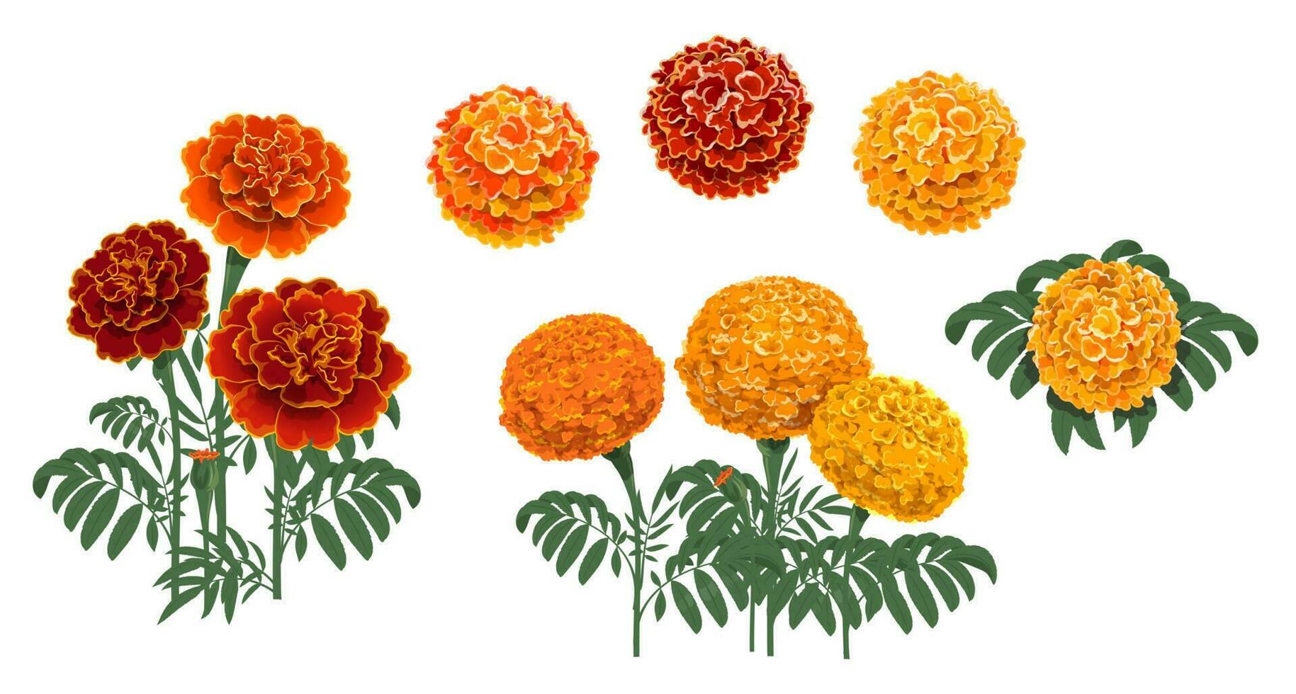 goudsbloem of Tagetes bloeiend rood en oranje bloem vector