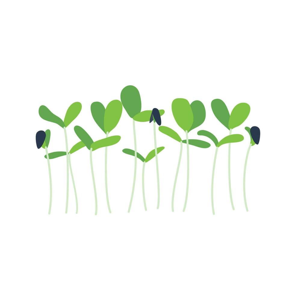 zaden en spruiten van microgreens van zonnebloem. ontwerp element. vector illustratie.