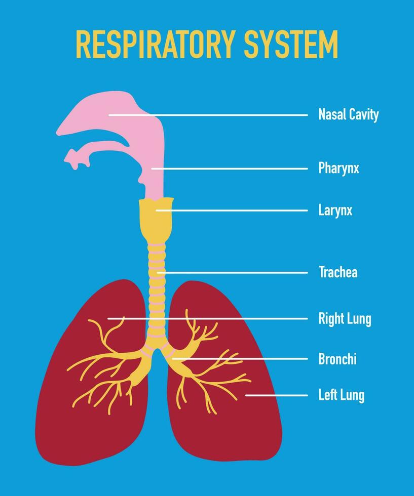 illustratie van menselijk ademhalings systeem vector