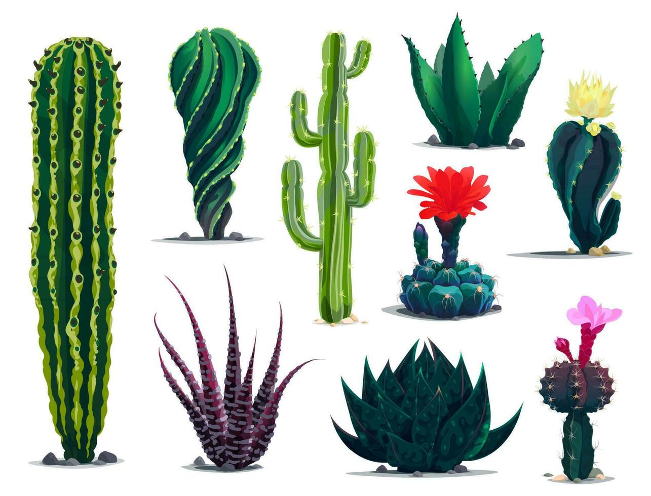 Mexicaans cactussen, tekenfilm stekelig sappig planten vector