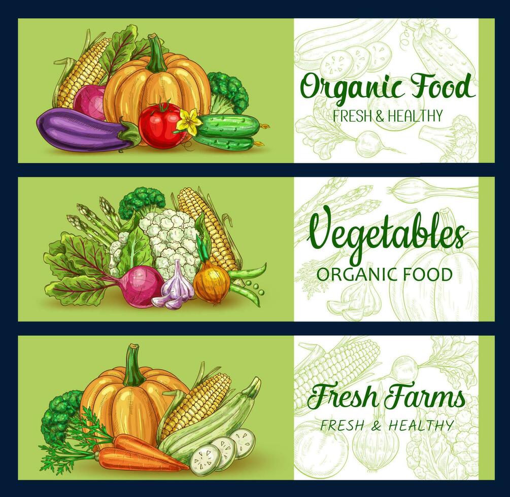 groente schetsen banners van boerderij en tuin voedsel vector