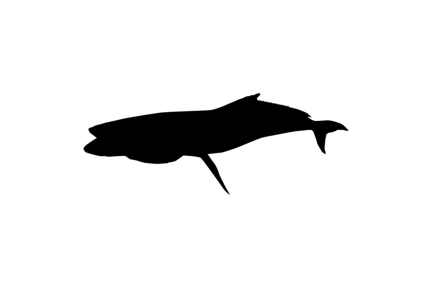 cobia vis silhouet, ook bekend net zo zwart koningsvis, zwart Zalm, leng, citroenvis, krabbeneter, verloren zoon, kabeljauw, en zwart bonito. vector illustratie