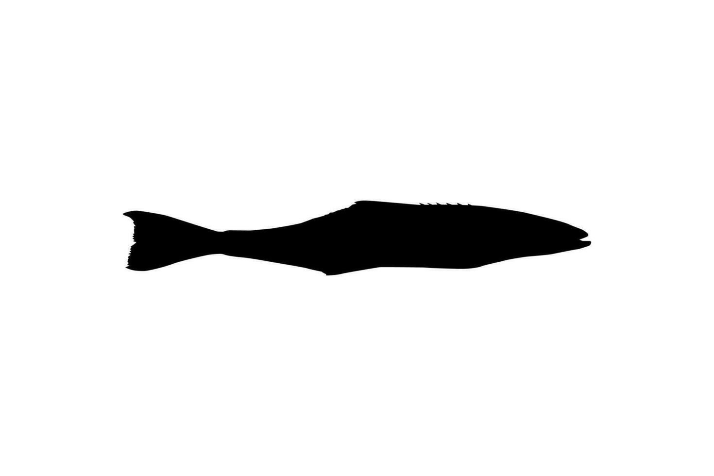 cobia vis silhouet, ook bekend net zo zwart koningsvis, zwart Zalm, leng, citroenvis, krabbeneter, verloren zoon, kabeljauw, en zwart bonito. vector illustratie